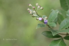 Vitex trifolia